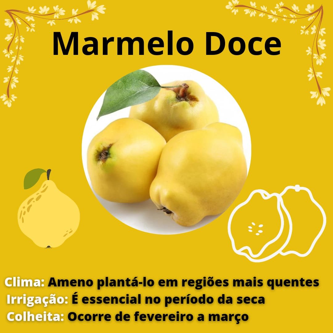 Muda de Marmelo Doce