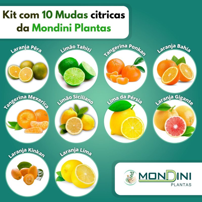 10 citricas mondini plantas