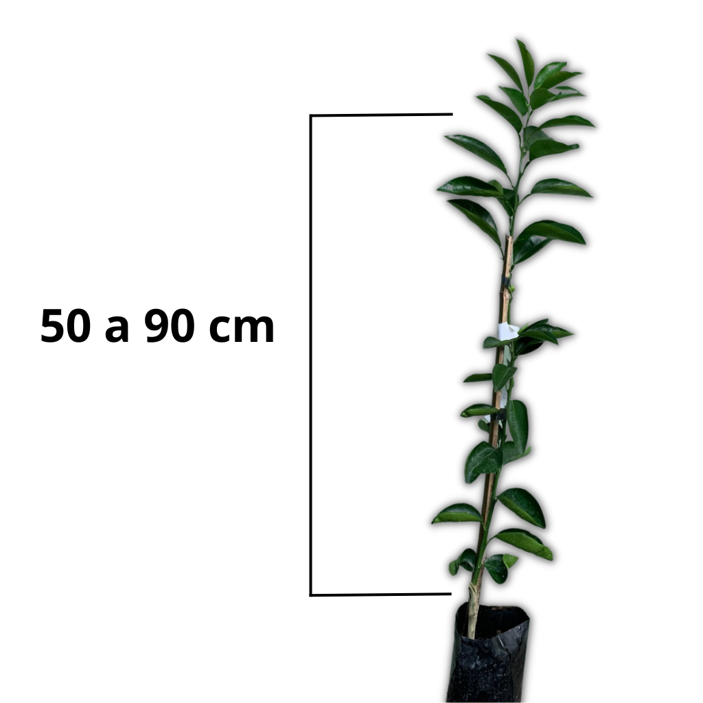 Tamanho das Mudas Mondini Plantas 60 a 90 centimetros