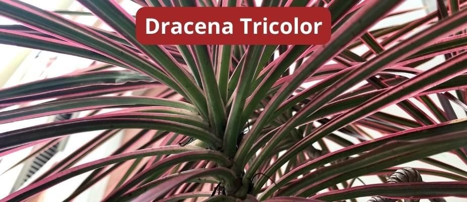Como Cultivar Muda de  Dracena Tricolor