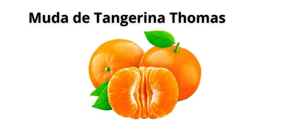 Muda de Tangerina Thomas