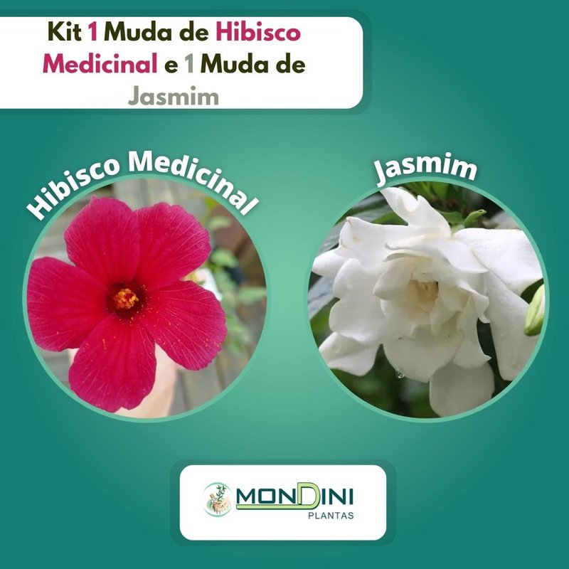 kit 1 muda de hibisco medicinal e 1 muda de jasmim