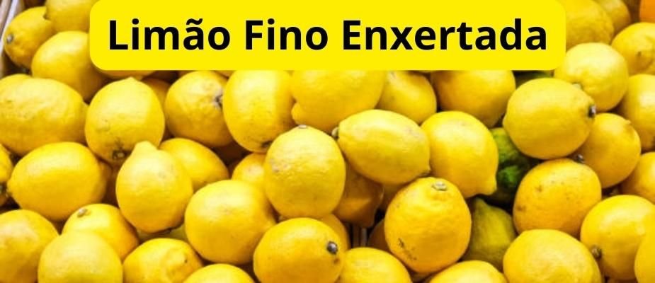 Como Cultivar Muda de Limão Fino Enxertada