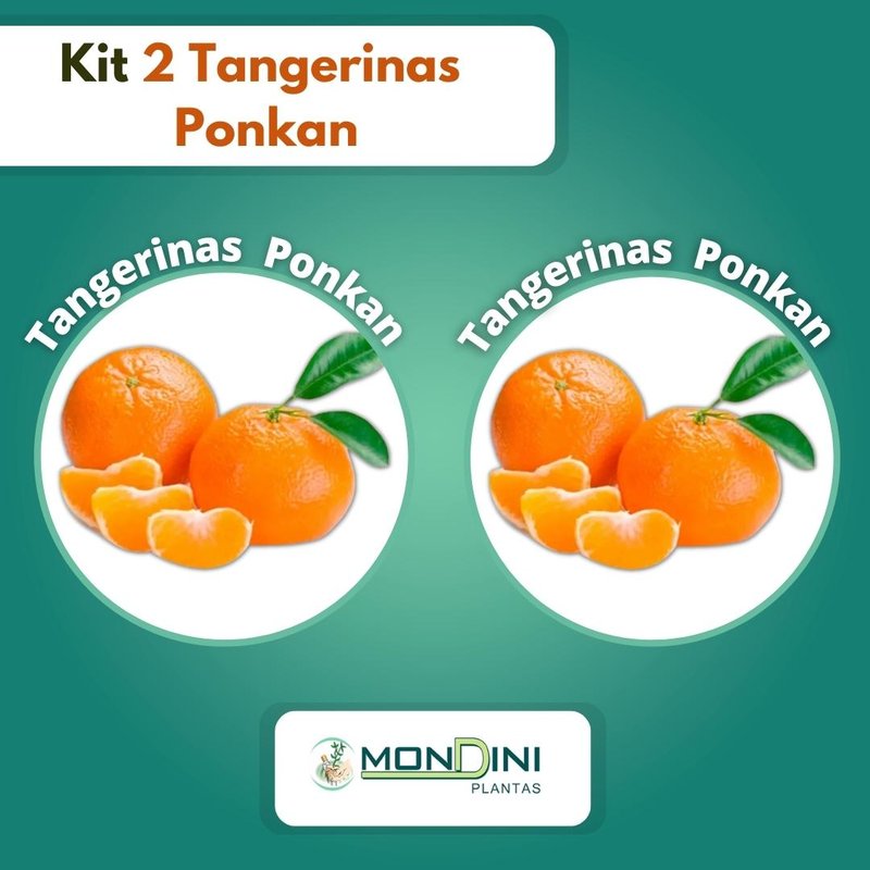 kit 2 tangerinas ponkan