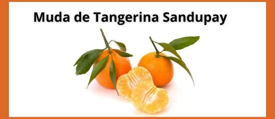 Como Cultivar Muda de Tangerina Sandupay Enxertada