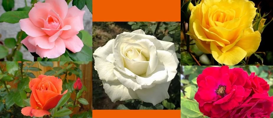 Top 5 Roseiras Ornamentais da Mondini para Sua Sacada