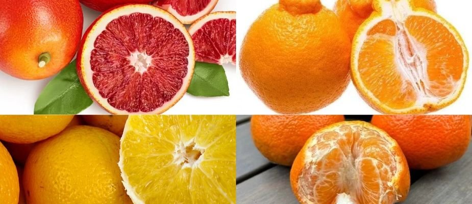 Transforme seu Espaço com as Top 5 Mudas Frutíferas da Mondini