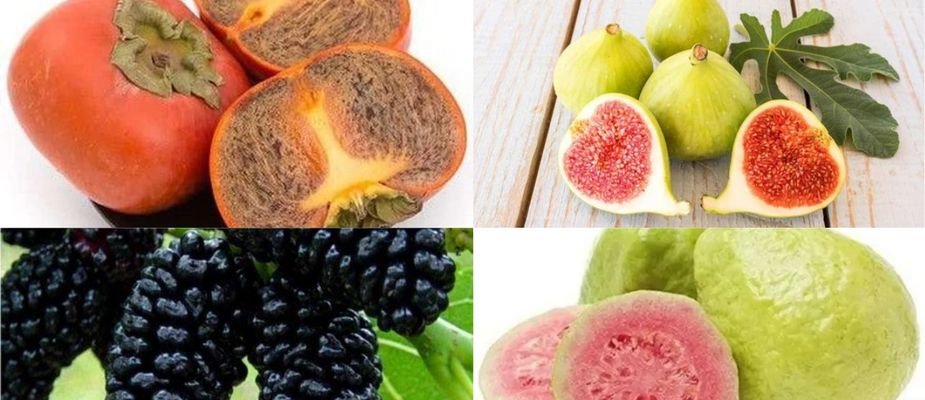 5 Mudas Frutíferas Perfeitas para Seu Quintal