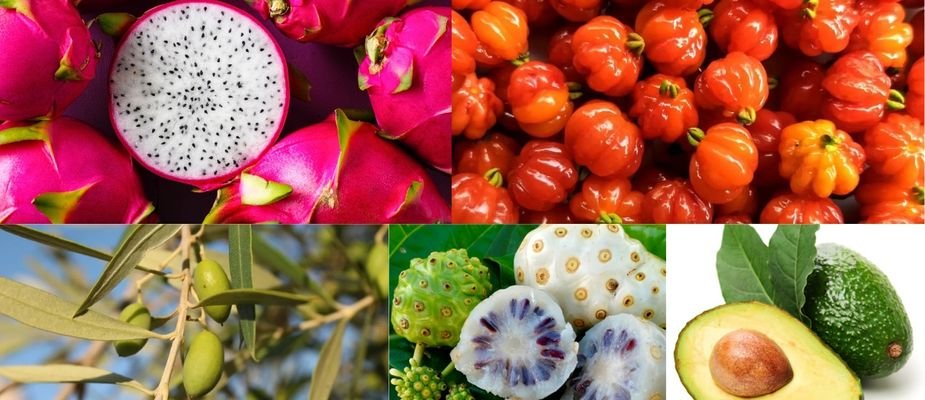 5 Mudas Frutíferas para Você da Mondini