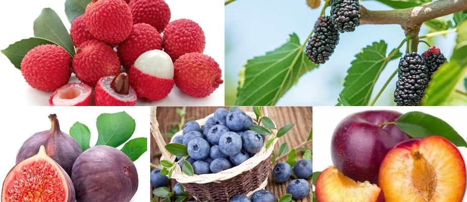 5 Mudas Frutíferas Fáceis de Cultivar e Colher em Casa