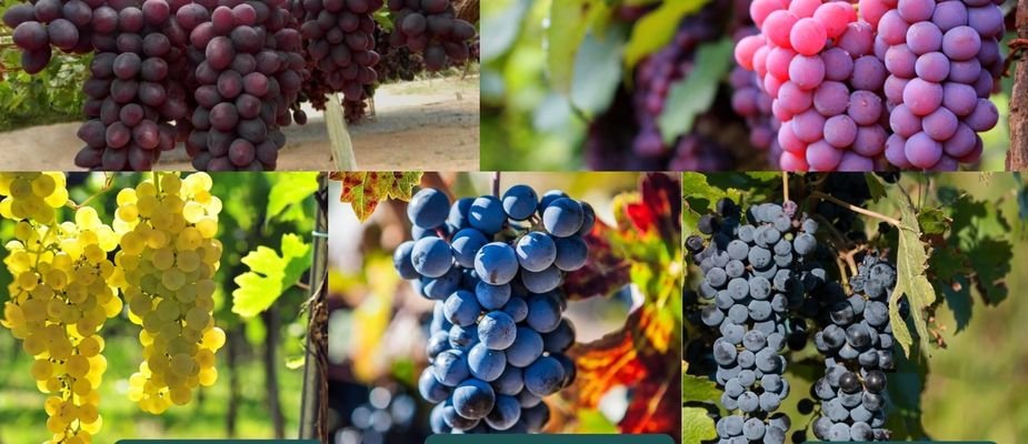 5 Mudas de Uvas Perfeitas para Você Cultivar