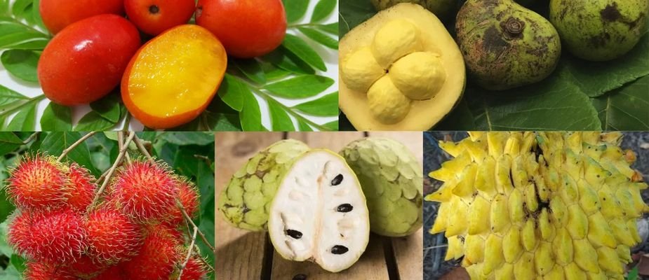 Descubra as 5 Mudas Frutiferas que são Novidades