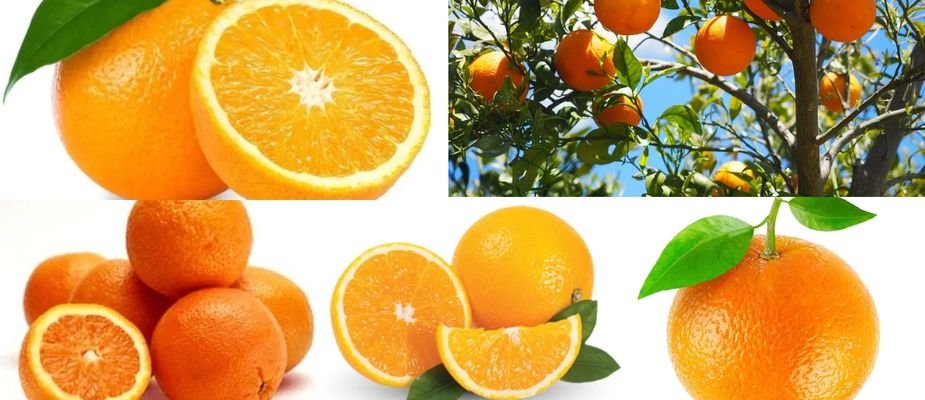 5 mudas de laranja para cultivar e ter suco fresco todo dia