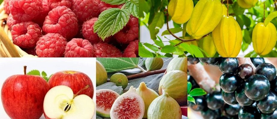 5 Mudas Frutíferas para Saborear em Casa