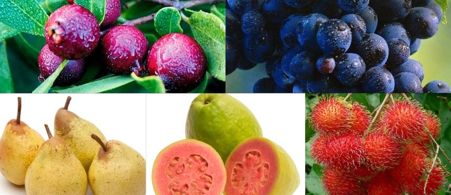As 5 mudas frutíferas que todo jardim precisa ter