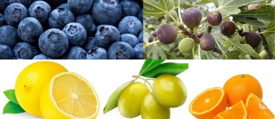 5 Mudas Frutíferas Mais Vendidas