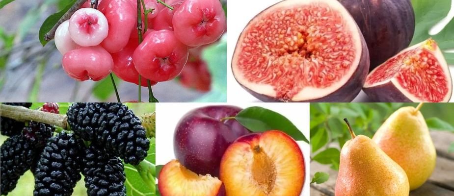5 mudas frutíferas fáceis para você cultivar no seu jardim