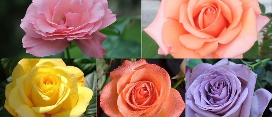 5 Mudas de Roseira Perfeitas para Seu Jardim