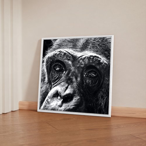 Quadro Decorativo Canvas Moldura Macaco - Branco - 70x70