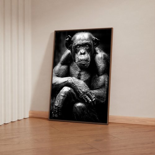 Quadro Decorativo Macaco Chimpanze Arte Abstrata Natureza