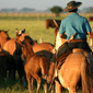 Homem de costas, montado em um cavalo e com trajes típicos de gaúcho, conduzindo o gado