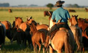 Homem de costas, montado em um cavalo e com trajes típicos de gaúcho, conduzindo o gado