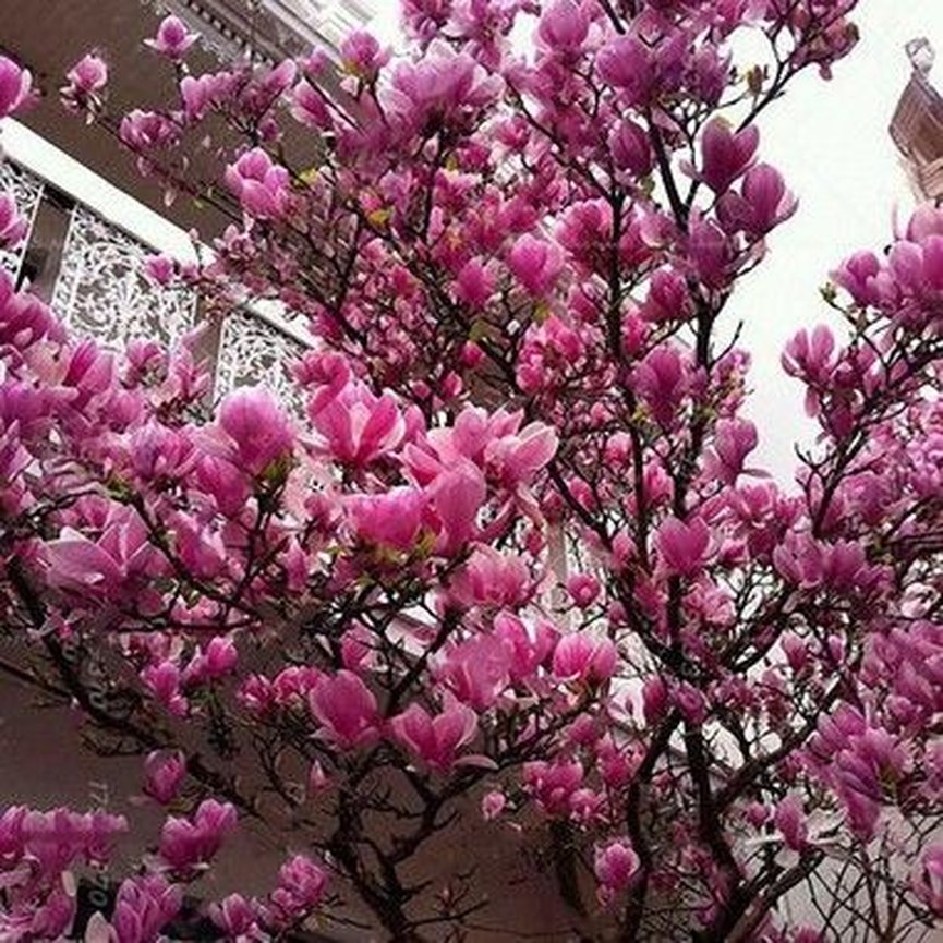 Muda Flor Magnólia (Magnolia liliflora) - Sitio Exótico