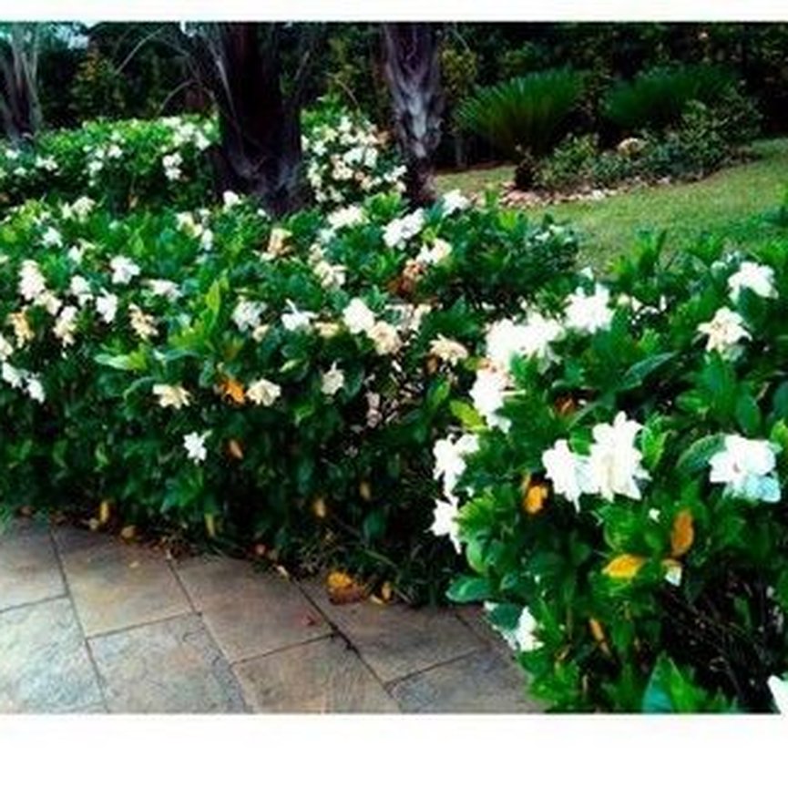 Muda Jasmim do Cabo (Gardenia jasminoides)