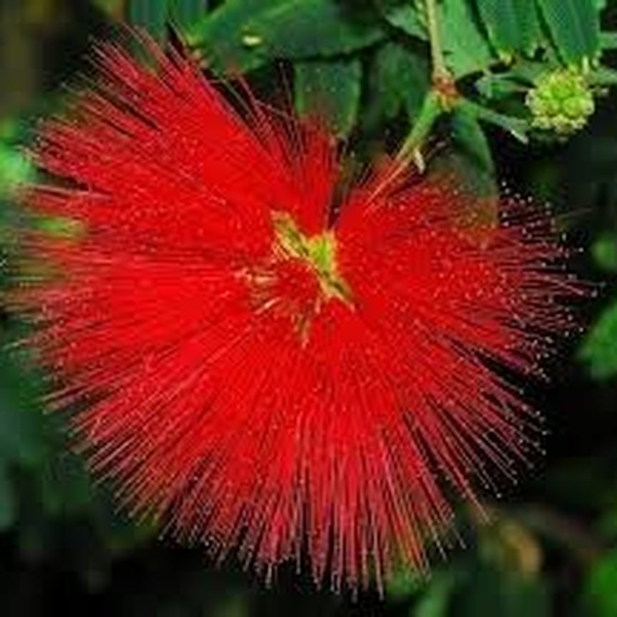 Muda da Flor Caliandra Vermelha - Sitio Exótico