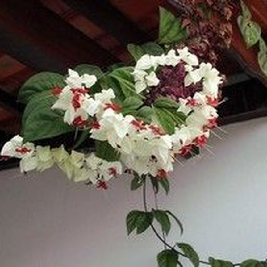Muda da Flor Lágrima de Cristo Branca - Sitio Exótico