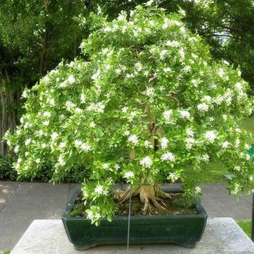 Dama-da-Noite (Cestrum nocturnum), dama da noite 