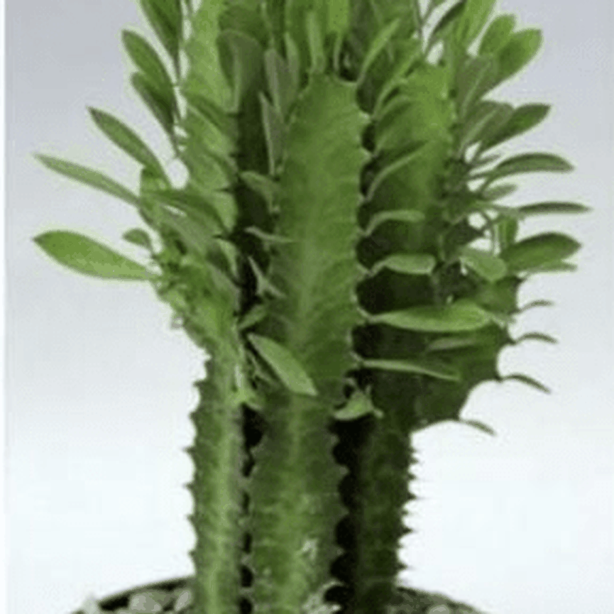Muda de Cacto Candelabro Euphorbia Trigona Pote 3 -Sítio Exótico