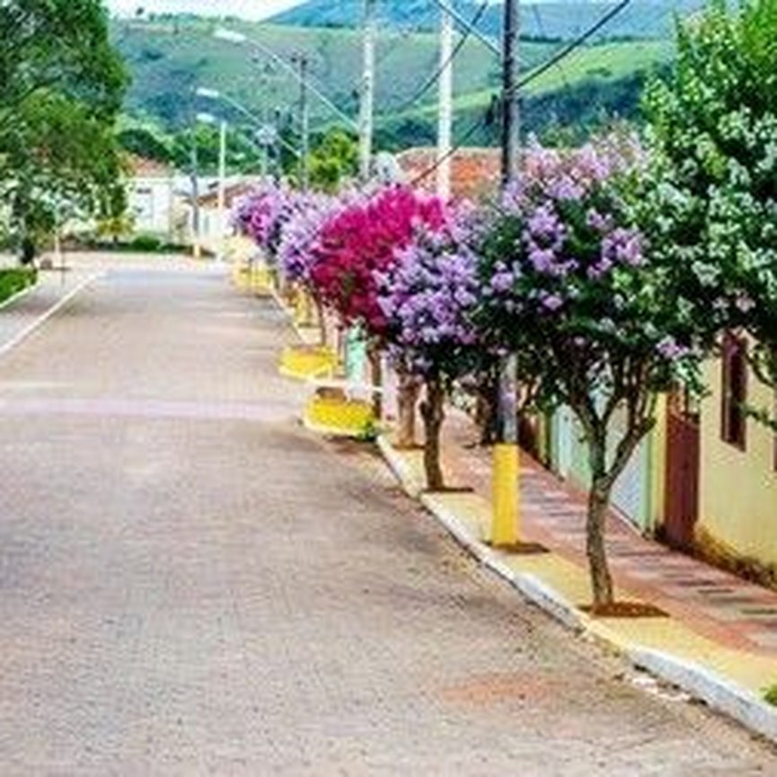 Muda de Extremosa ou Resedá Roxo - Sitio Exótico