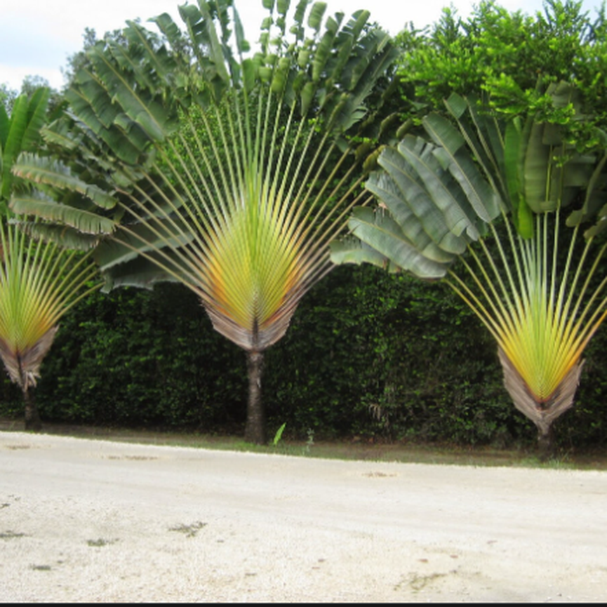 Palmeira Ravenala Ou Arvore Do Viajante mudas com 1 mt - Materiais de  construção e jardim - Jardim Atlântico, Goiânia 491416185