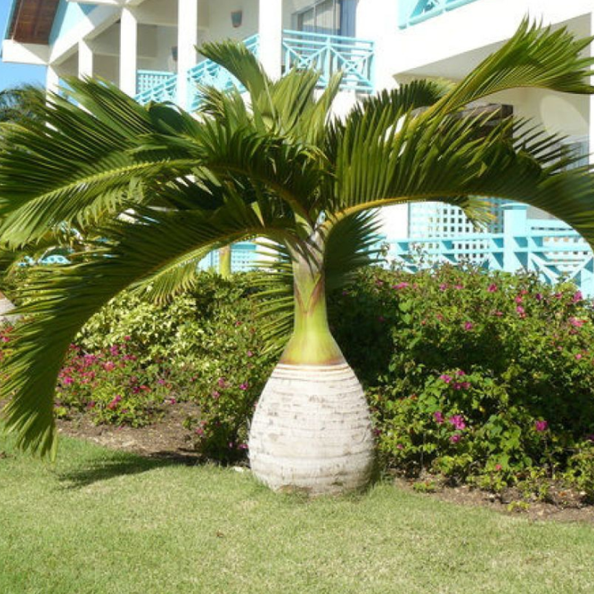 palmeira garafao 4