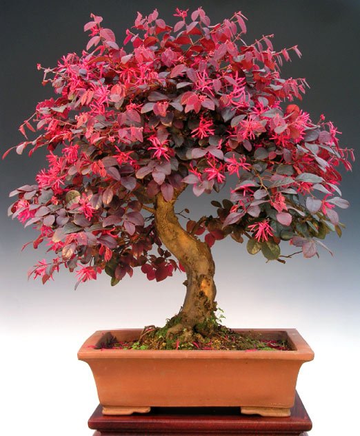 Muda Loropetalum chinense Para cerca viva e Bonsai - Sitio Exótico