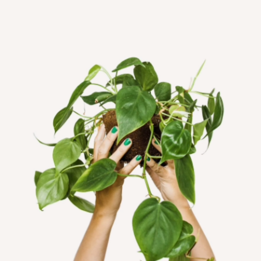 philodendron verde 1