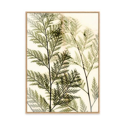 canvas pinus 1