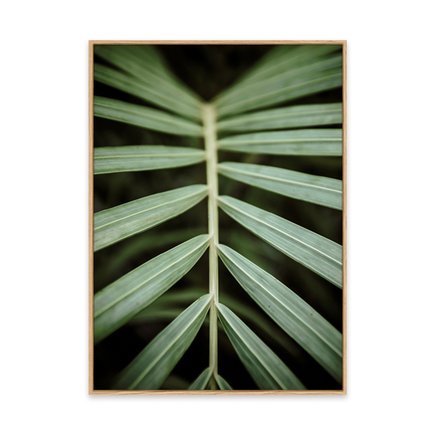 canvas pinus 1