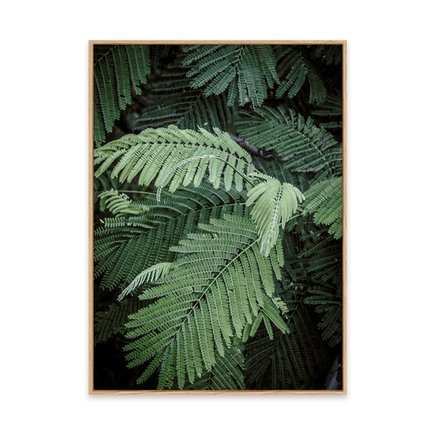 canvas pinus 1