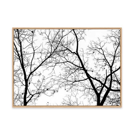 canvas pinus 1