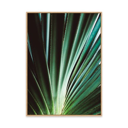 canvas pinus 1