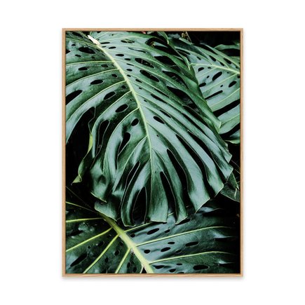 canvas pinus 1