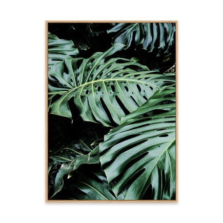 canvas pinus 1