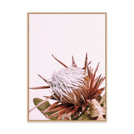 canvas pinus 1