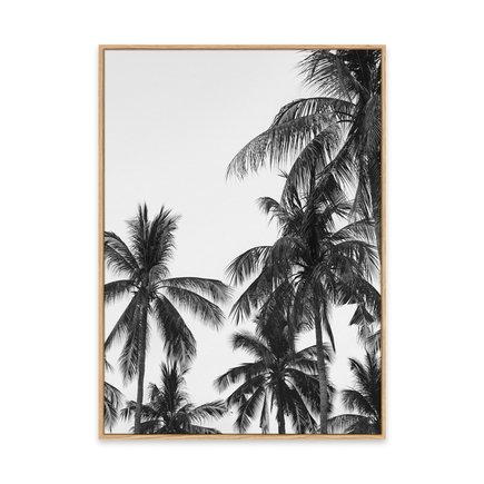 canvas pinus 1