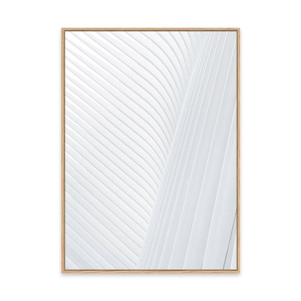 canvas pinus 1