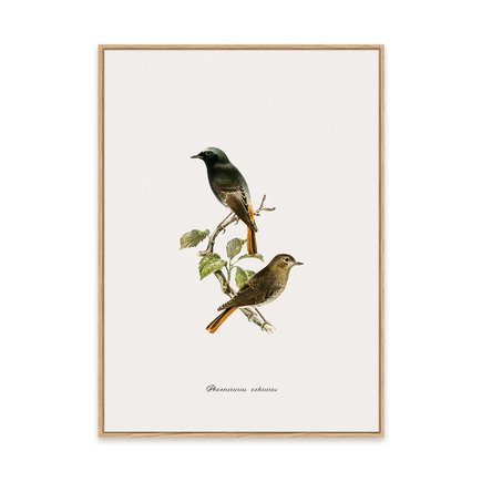 canvas pinus 1