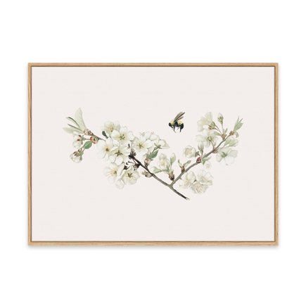 canvas pinus 1
