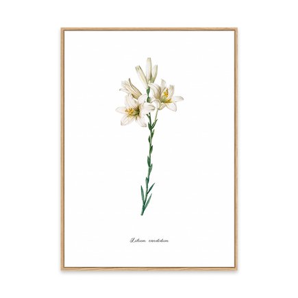 canvas pinus 1